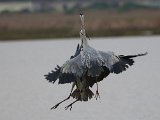 reier geveg in lug  Grey Herons fighting - Bloureiers veg